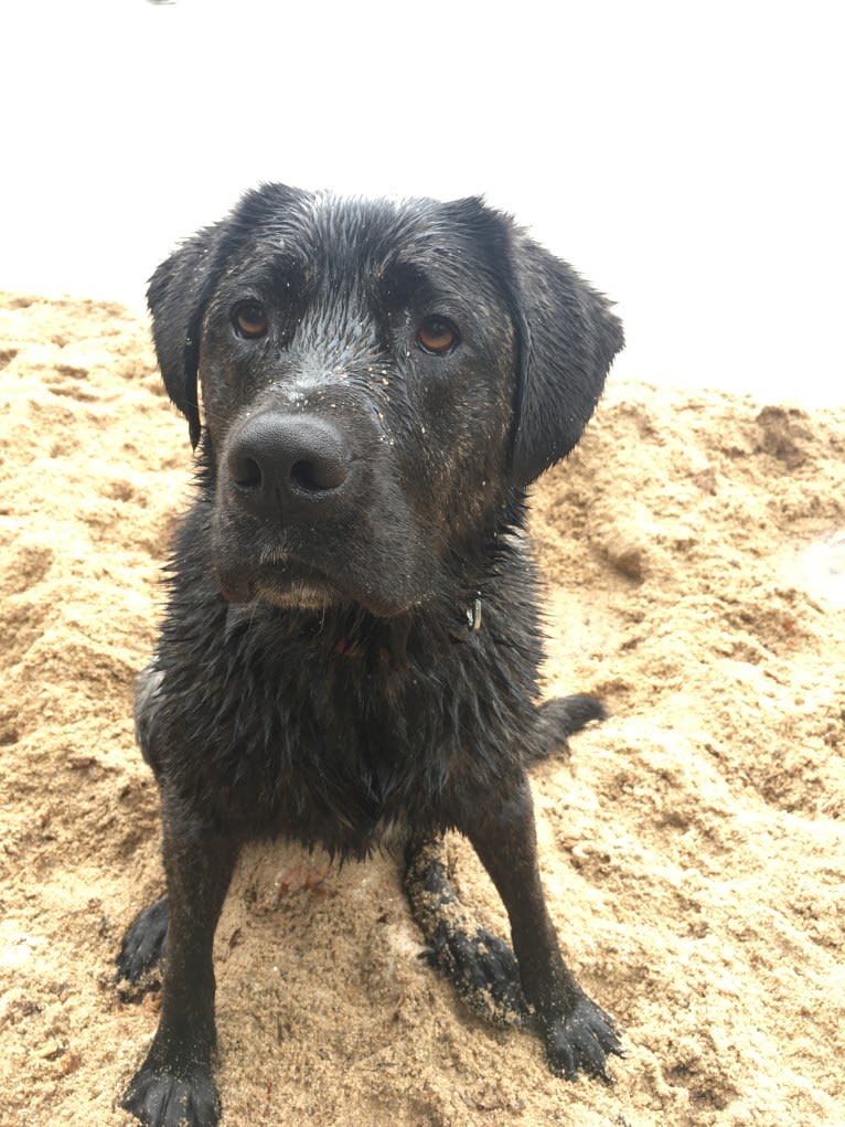 Ula, a Labrador Retriever and Saint Bernard mix tested with EmbarkVet.com