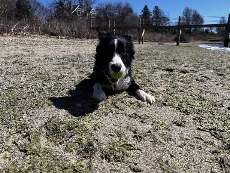 DDF Arlo, a Border Collie tested with EmbarkVet.com
