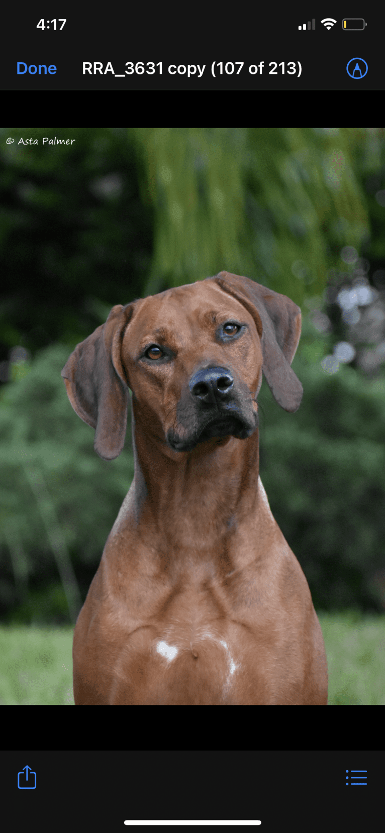 CH Dykumos Autumn Rose Rayleigh Scattered Skies TKN, FDC,ATT, a Rhodesian Ridgeback tested with EmbarkVet.com