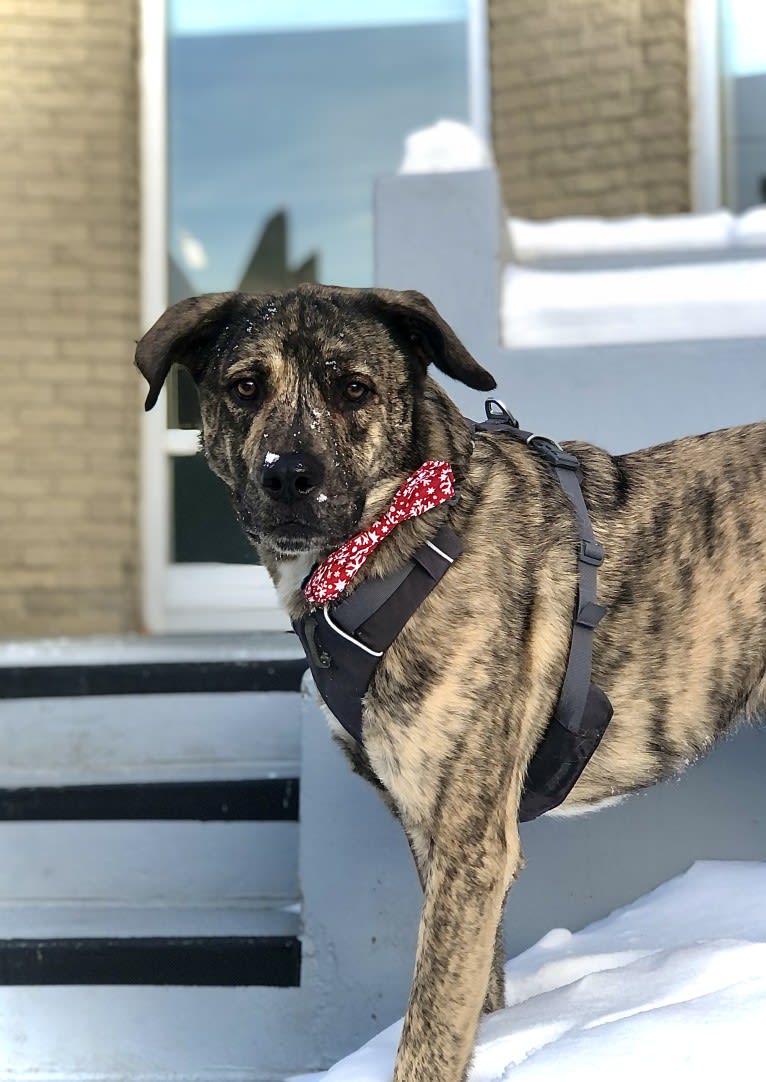 Kuiper, a Saint Bernard and Akita mix tested with EmbarkVet.com