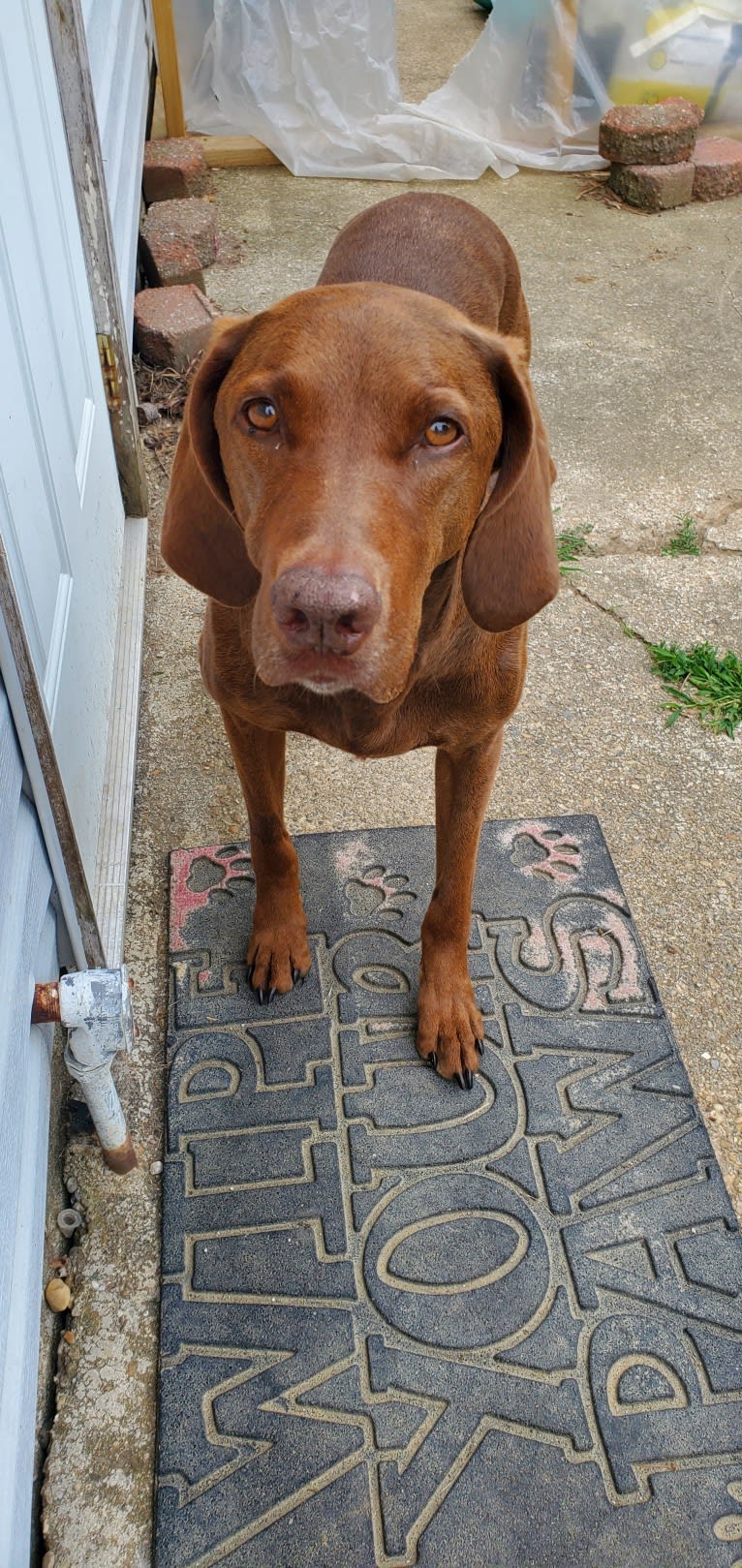 Dakota, a Chesapeake Bay Retriever and German Shorthaired Pointer mix tested with EmbarkVet.com