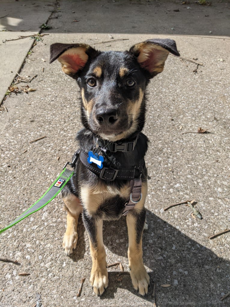 Yoshi, an American Pit Bull Terrier and German Shepherd Dog mix tested with EmbarkVet.com