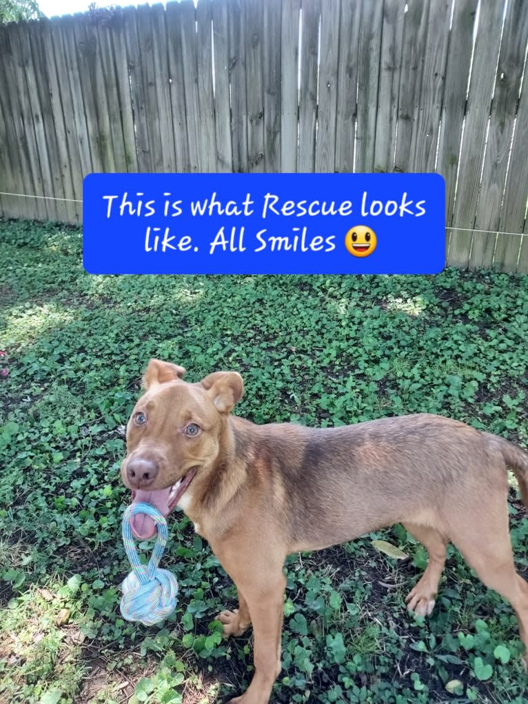 Miles Couper, an Australian Cattle Dog and American Pit Bull Terrier mix tested with EmbarkVet.com