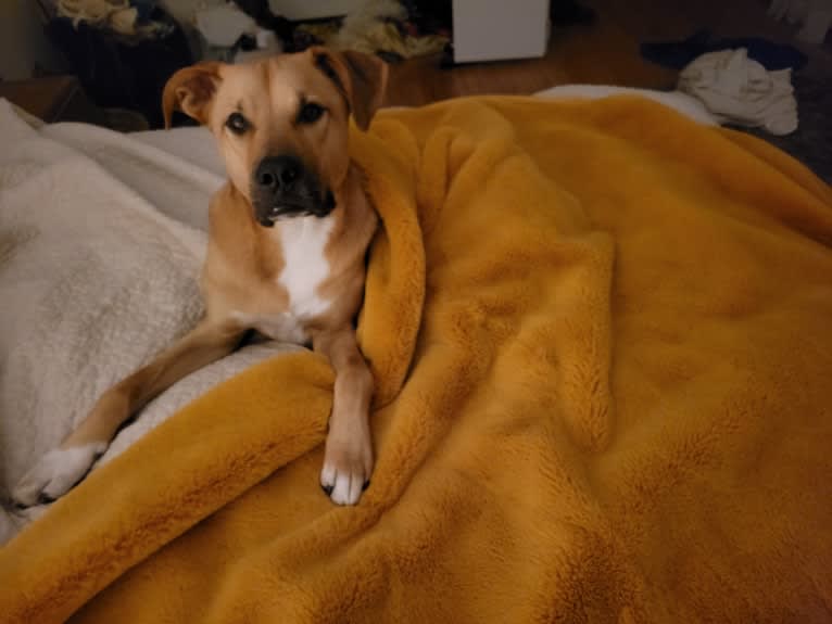 Lou, a Great Pyrenees and American Pit Bull Terrier mix tested with EmbarkVet.com