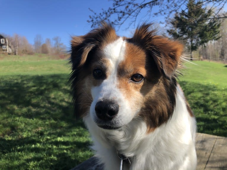 Cooper, an Australian Cattle Dog and Shih Tzu mix tested with EmbarkVet.com