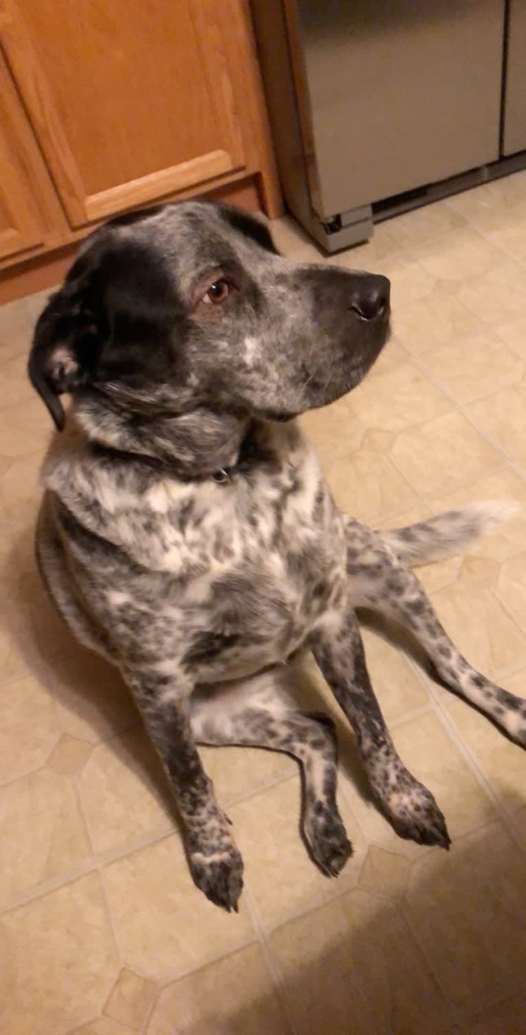 Coal, an Australian Cattle Dog and Brittany mix tested with EmbarkVet.com