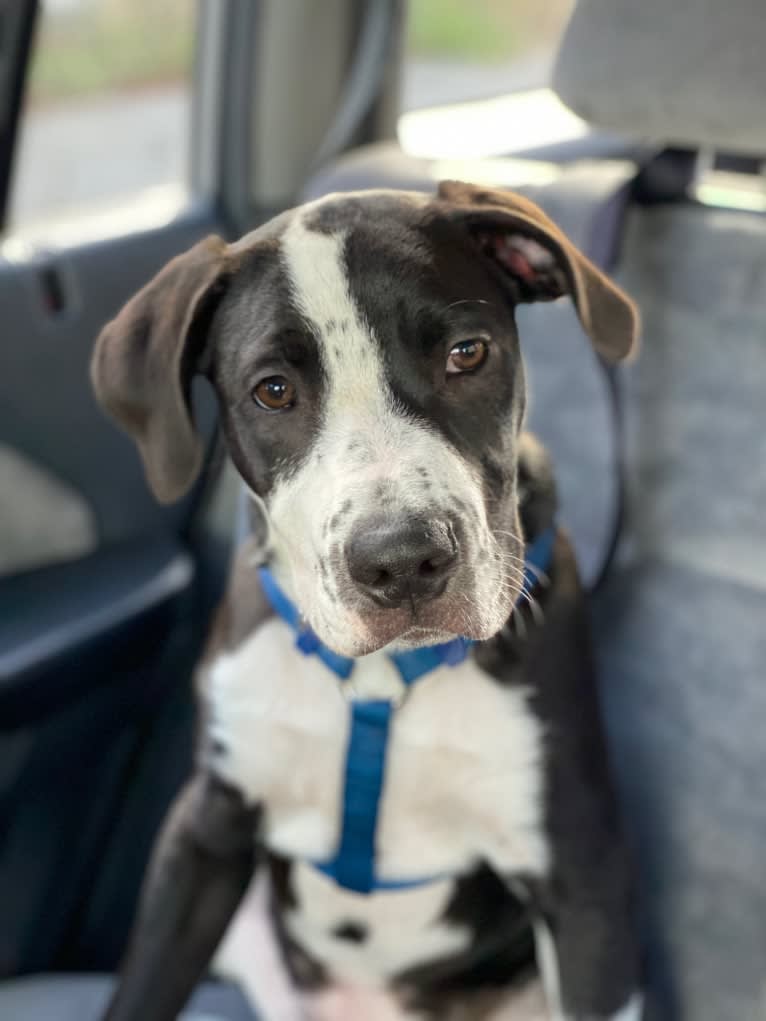 Luckie, an American Pit Bull Terrier and Border Collie mix tested with EmbarkVet.com