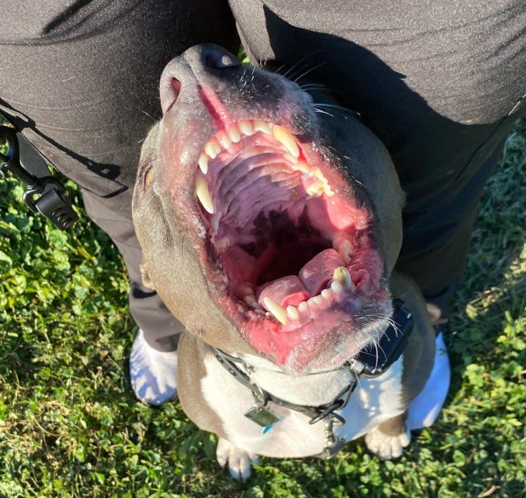 MaSiWei, an American Bully tested with EmbarkVet.com