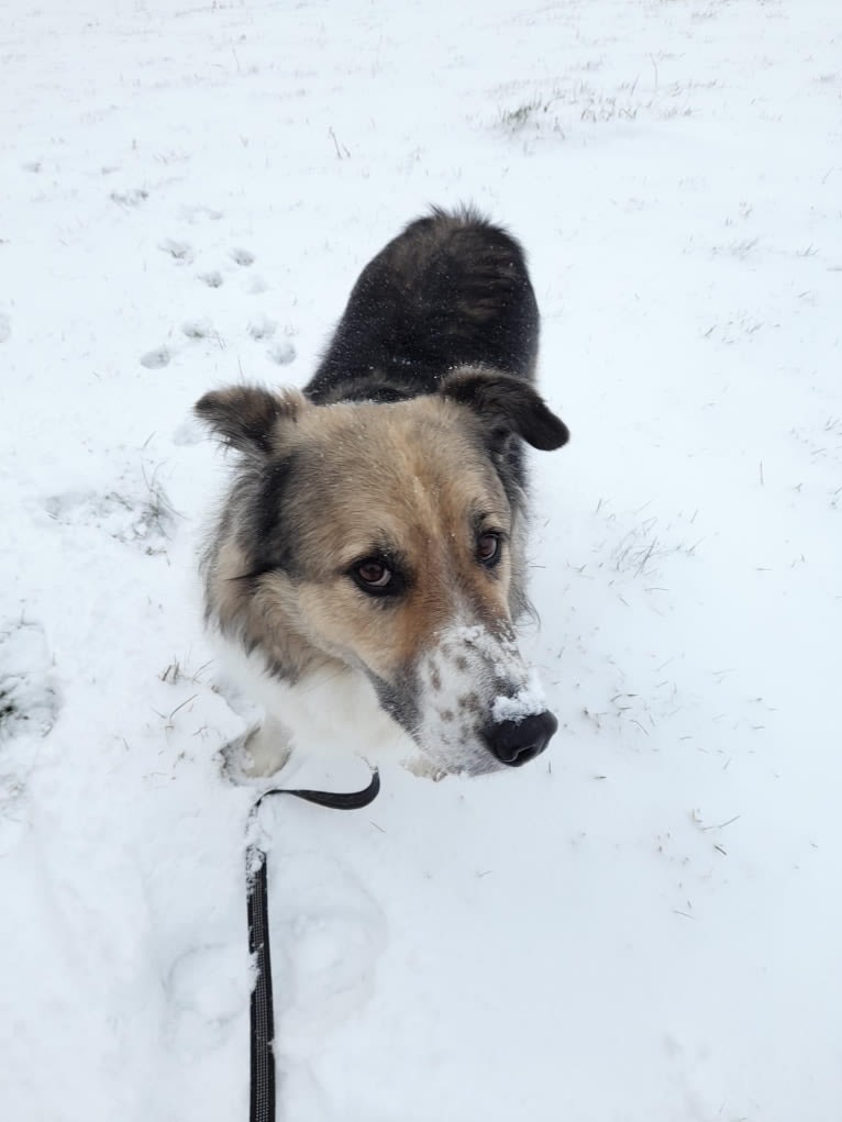 Mr Fluffy Russian Dog, a West Asian Village Dog tested with EmbarkVet.com