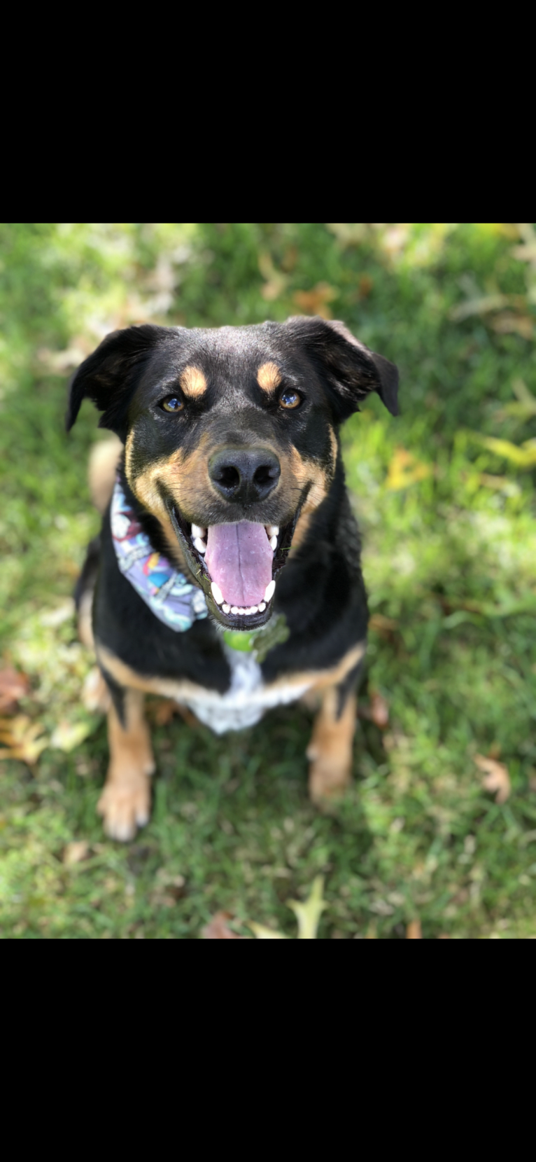 Cornelius, a Border Collie and Labrador Retriever mix tested with EmbarkVet.com