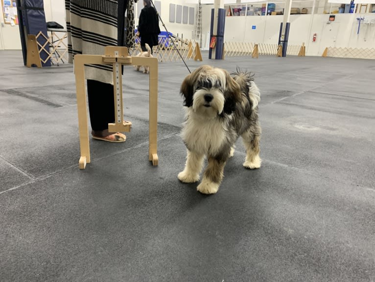 Folly, a Tibetan Terrier tested with EmbarkVet.com