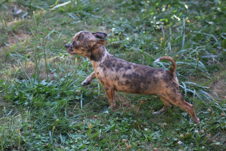 Savvi, a Chihuahua tested with EmbarkVet.com