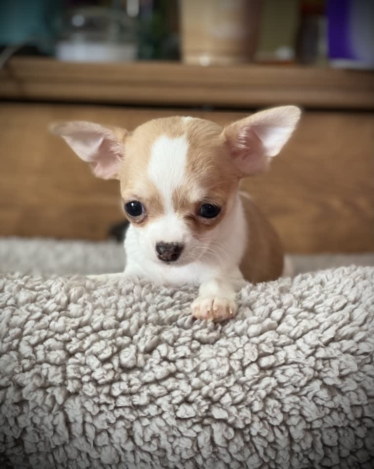 Jayne, a Chihuahua tested with EmbarkVet.com