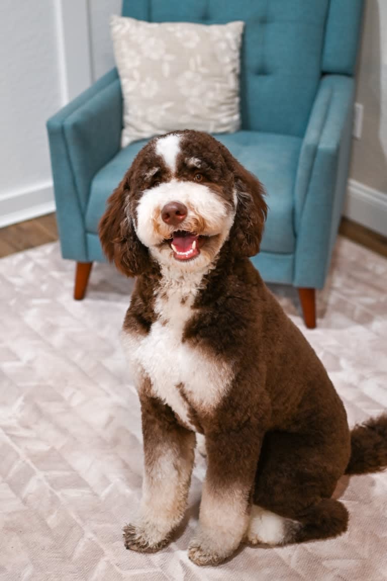 Dax, a Bernedoodle tested with EmbarkVet.com