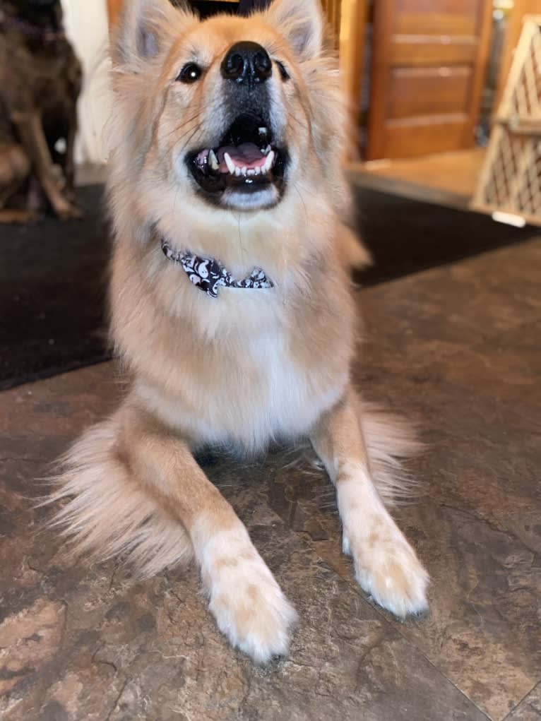 Teddy Bear, an Alaskan Malamute and Australian Shepherd mix tested with EmbarkVet.com