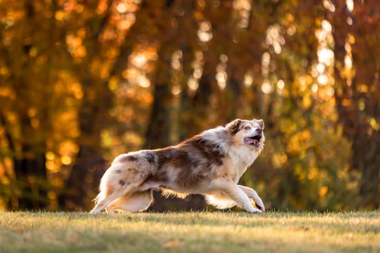 Neville, an Australian Shepherd tested with EmbarkVet.com