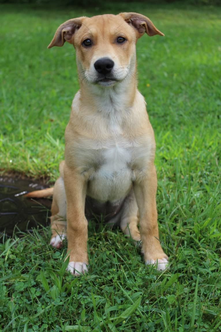 Fizz, a Carolina Dog tested with EmbarkVet.com