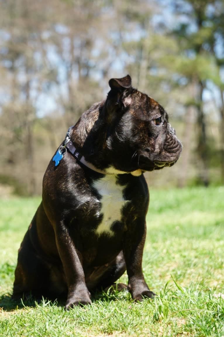 Eris, a French Bulldog and Bulldog mix tested with EmbarkVet.com