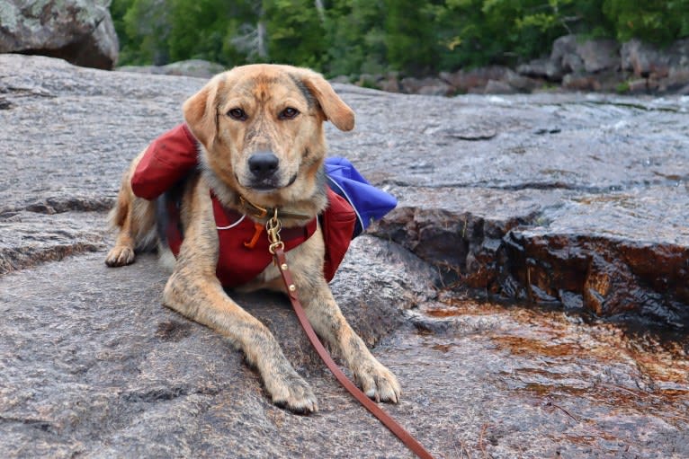 Enzo, a Labrador Retriever and German Shepherd Dog mix tested with EmbarkVet.com