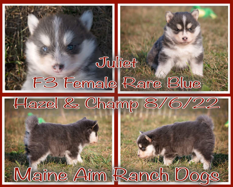 Aspen/Juliet, a Pomsky tested with EmbarkVet.com