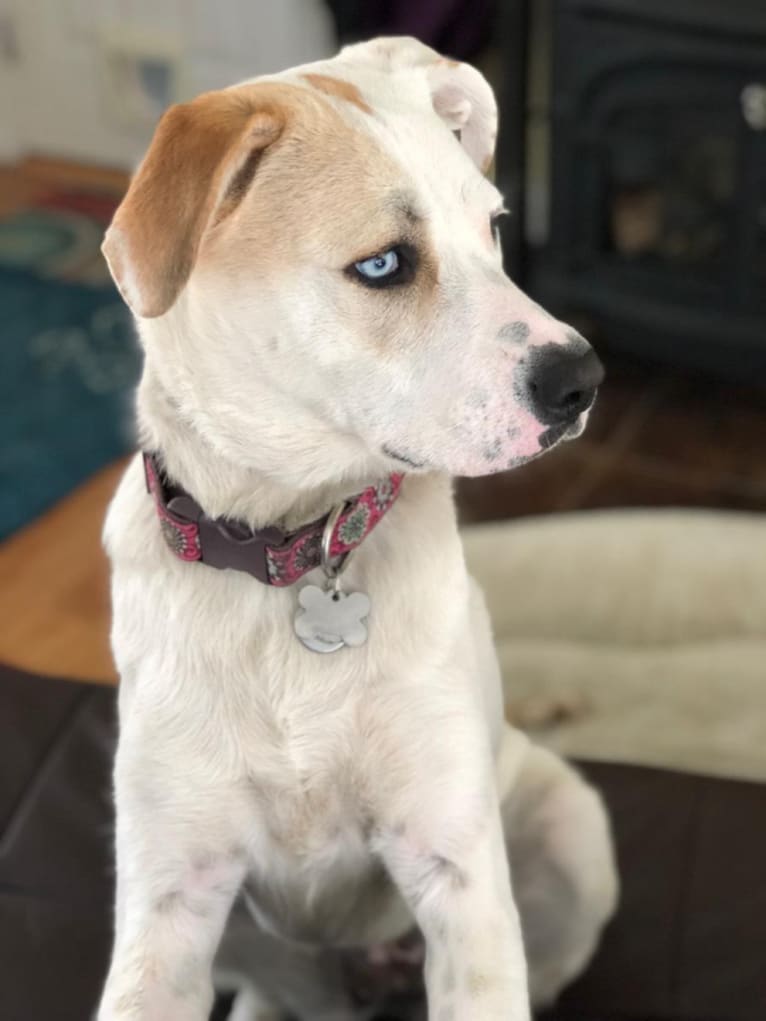 Zoey, a Great Pyrenees and American Bulldog mix tested with EmbarkVet.com