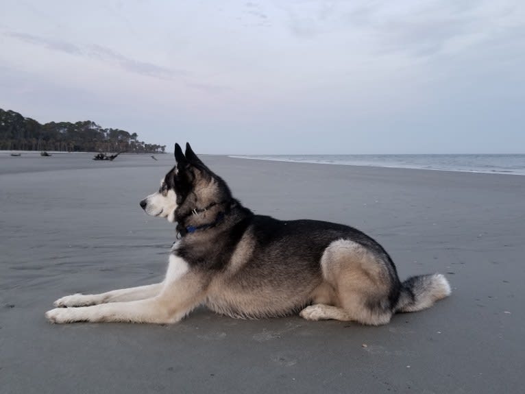 Teko, a Siberian Husky tested with EmbarkVet.com