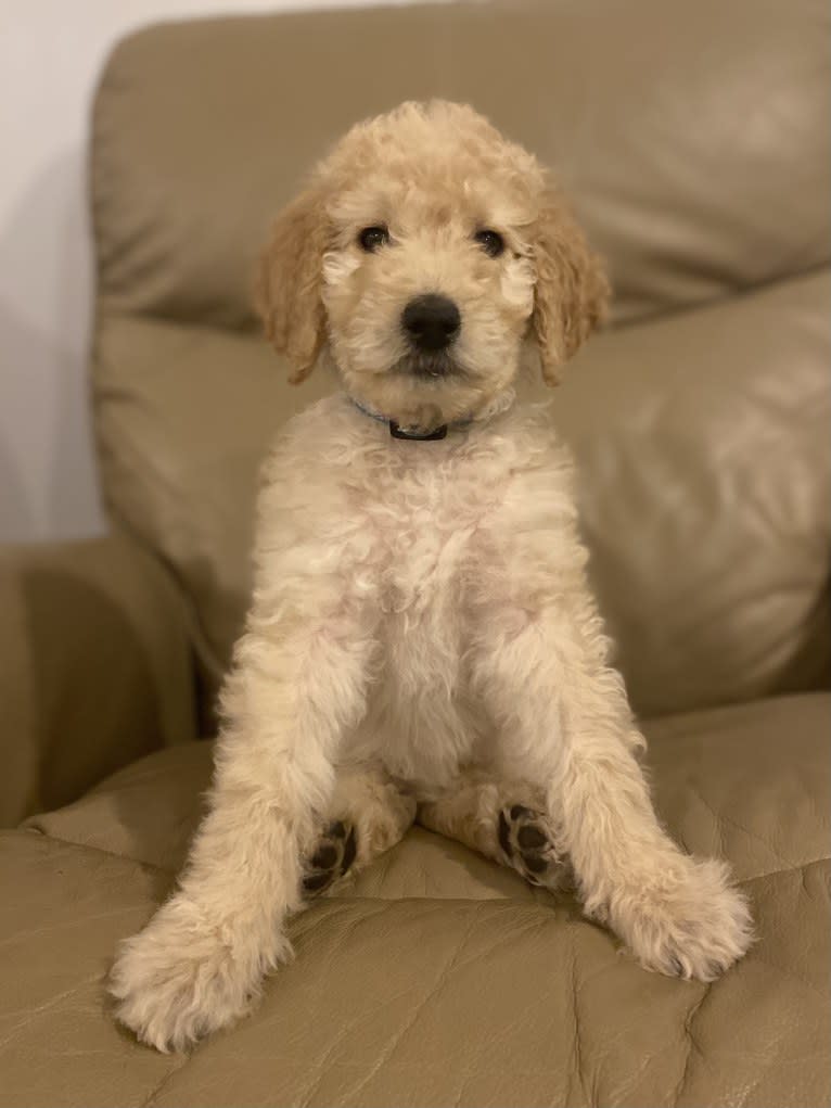 Jane, a Goldendoodle tested with EmbarkVet.com