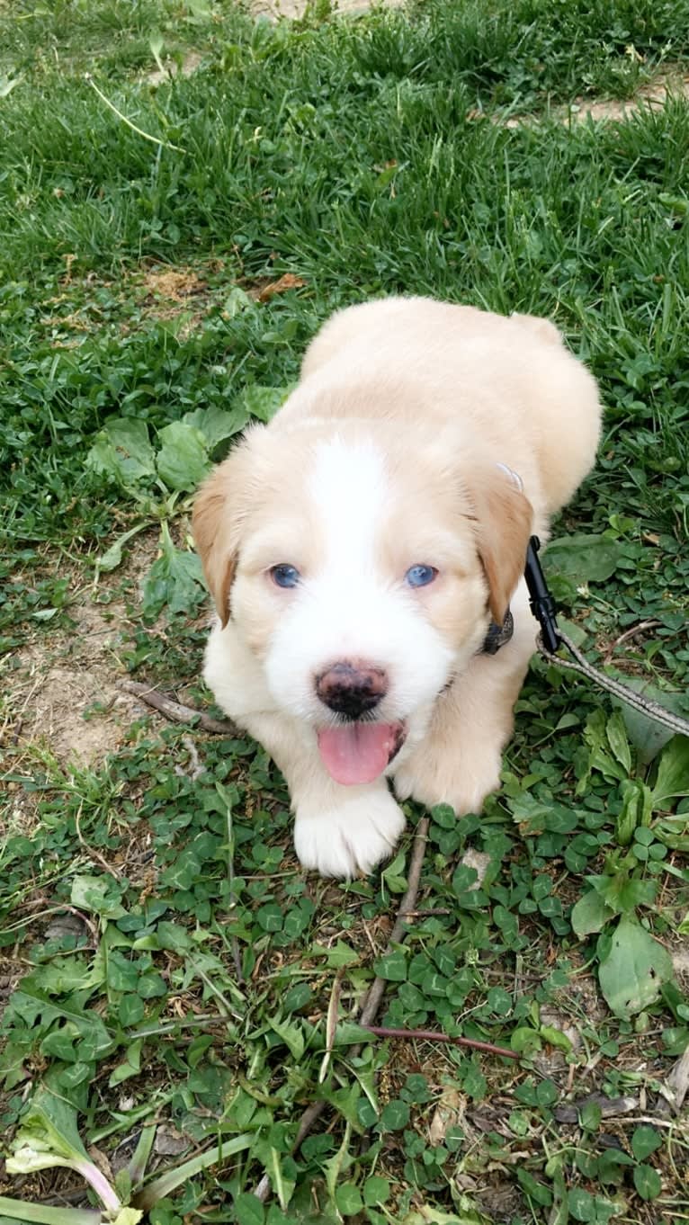 Leo, a Beagle and Golden Retriever mix tested with EmbarkVet.com