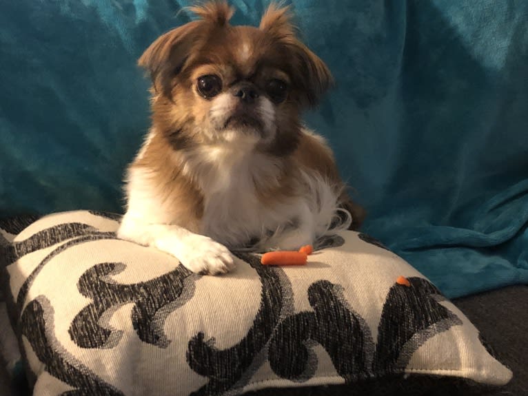 Maverick, a Japanese Chin tested with EmbarkVet.com