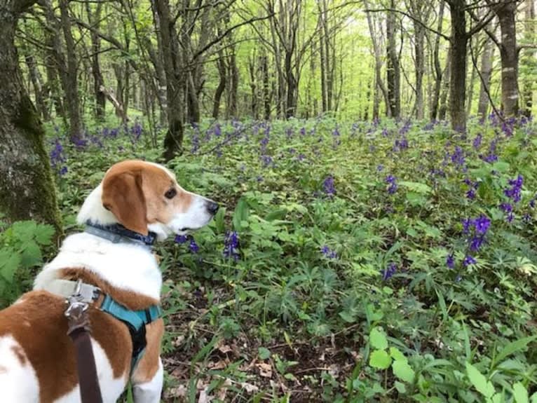 Barney, a Basset Hound and Treeing Walker Coonhound mix tested with EmbarkVet.com