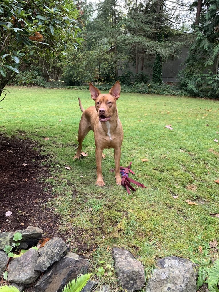 Bella, an American Pit Bull Terrier and Golden Retriever mix tested with EmbarkVet.com