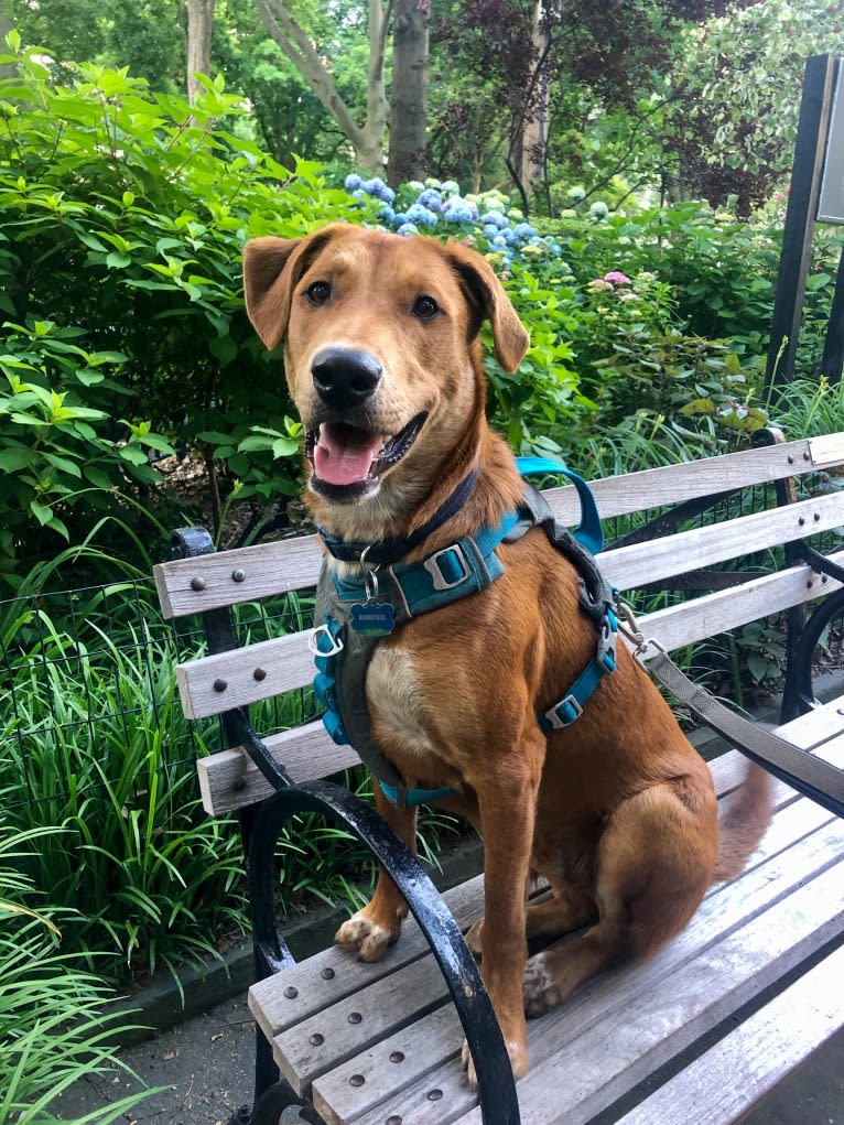 Cooper Lane, a German Shepherd Dog and Labrador Retriever mix tested with EmbarkVet.com