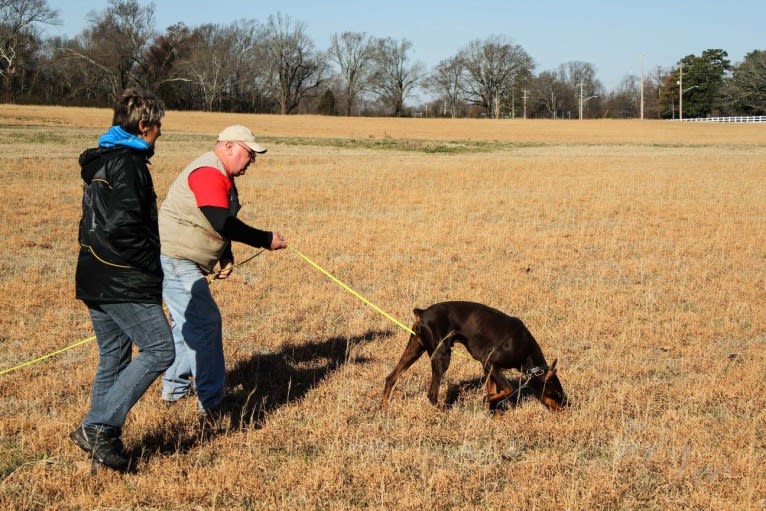 Enzo, a Doberman Pinscher tested with EmbarkVet.com