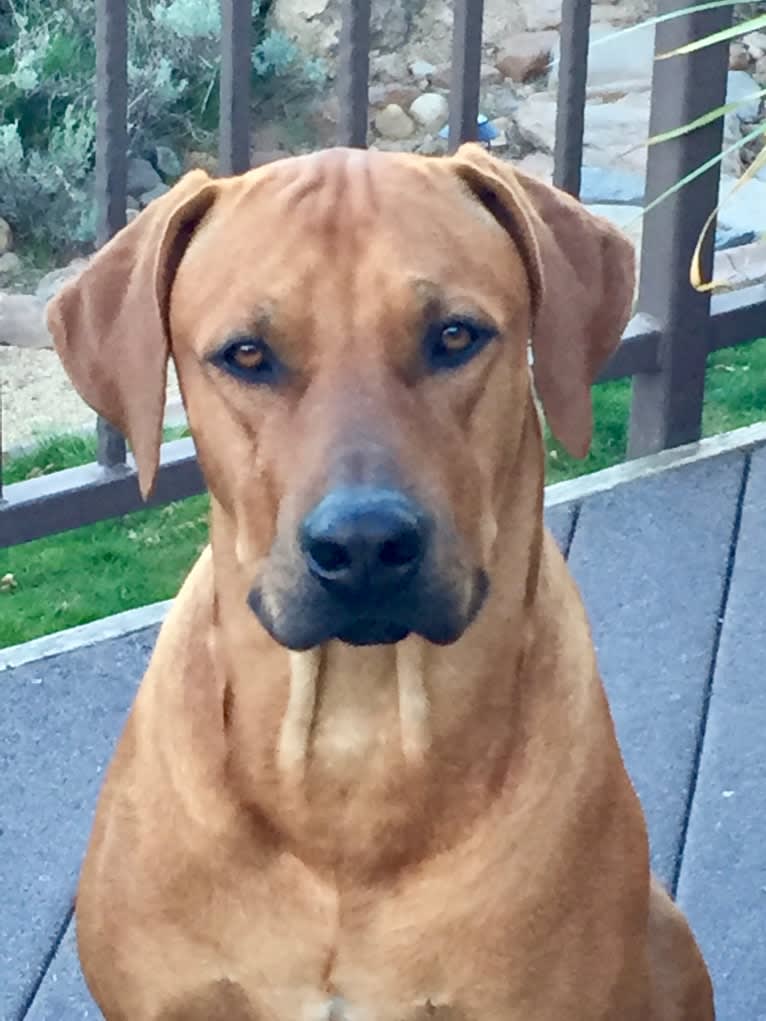 Hughie, a Rhodesian Ridgeback tested with EmbarkVet.com