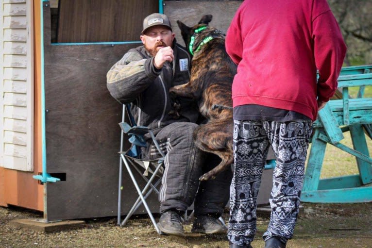 Static, a Dutch Shepherd tested with EmbarkVet.com