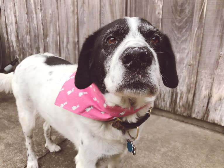 Sheba, a Labrador Retriever and Great Pyrenees mix tested with EmbarkVet.com