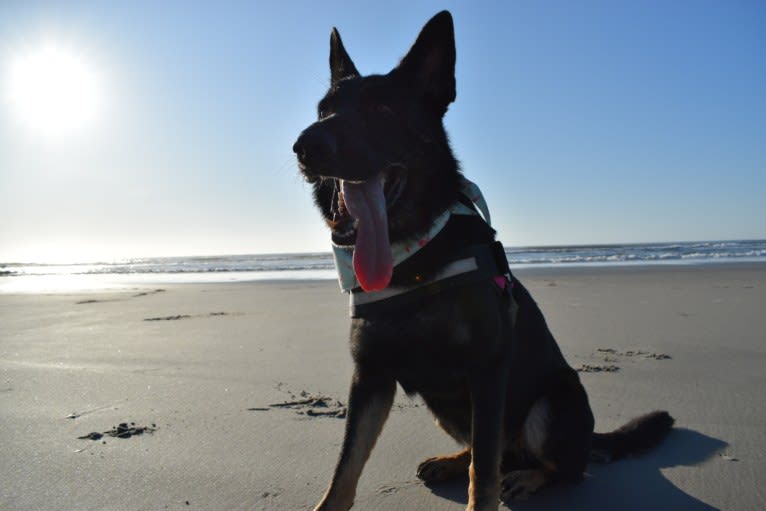 Carmen, a German Shepherd Dog tested with EmbarkVet.com