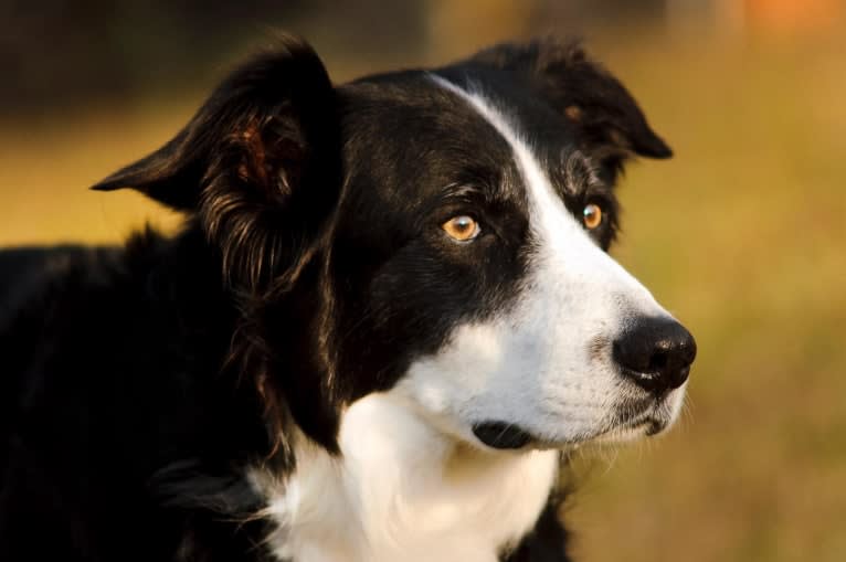 Jack, a Border Collie tested with EmbarkVet.com