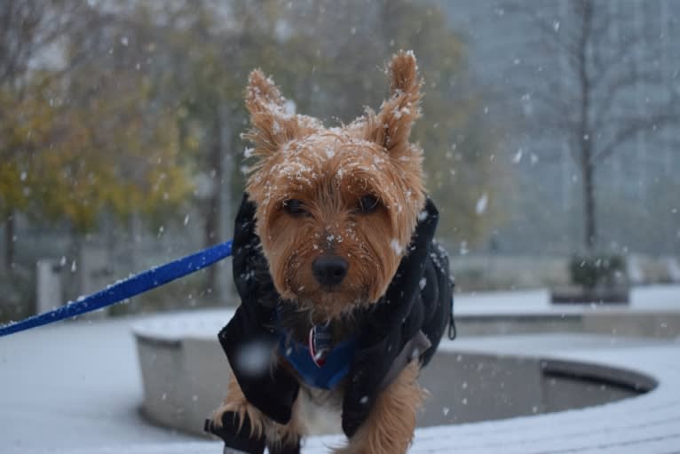 Bobbin Ray, a Yorkshire Terrier tested with EmbarkVet.com