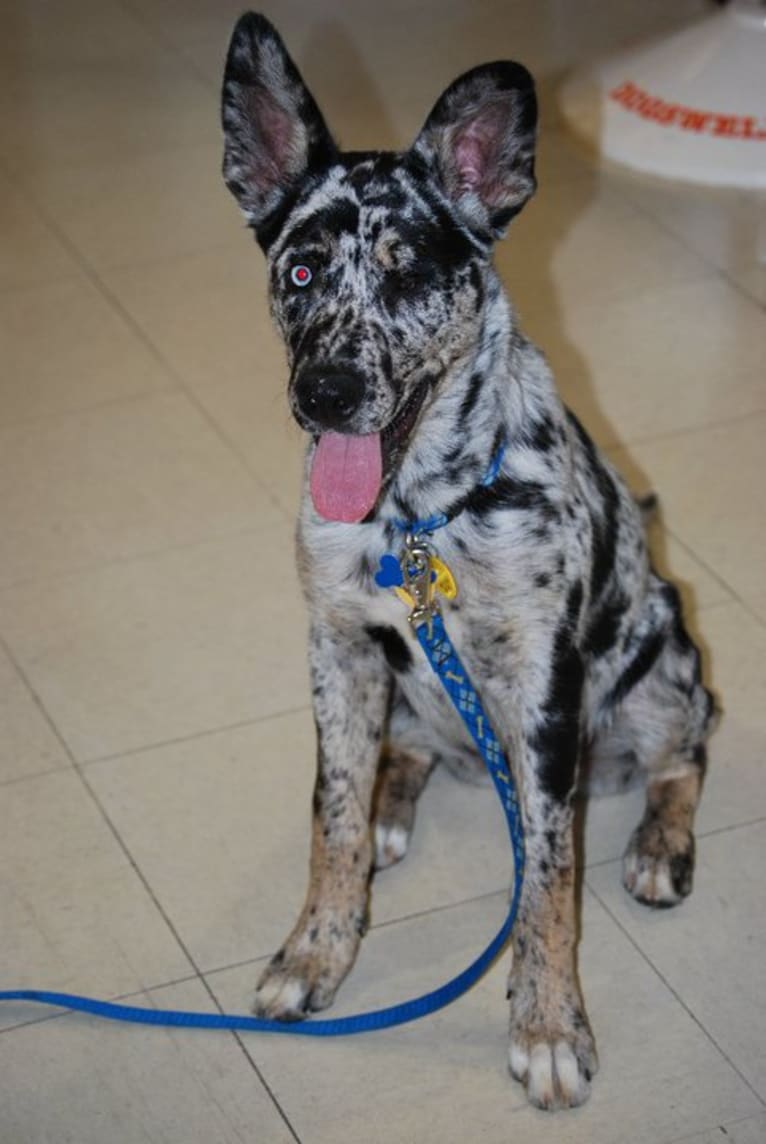 Winkee, a Catahoula Leopard Dog and Siberian Husky mix tested with EmbarkVet.com