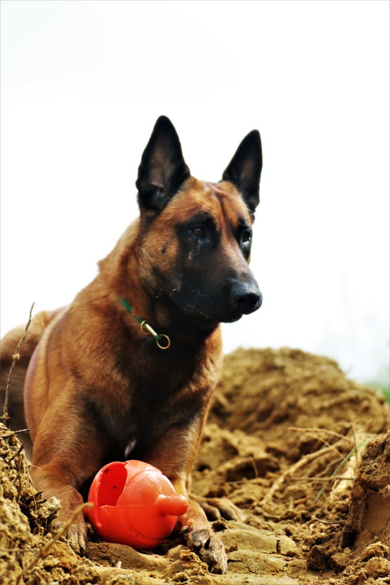 New Kid from Mike's Place, a Belgian Shepherd tested with EmbarkVet.com