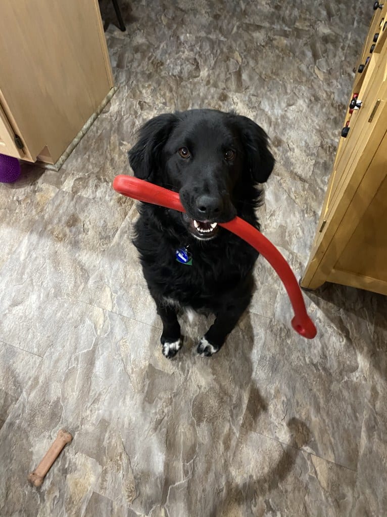 Care Bear Ross, a Labrador Retriever and Australian Cattle Dog mix tested with EmbarkVet.com