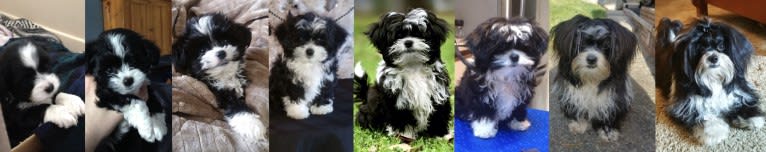 Bingo, a Chihuahua and Shih Tzu mix tested with EmbarkVet.com