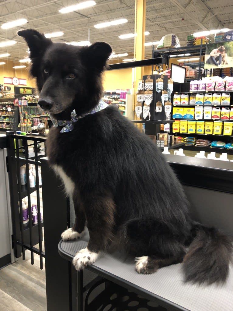 Wallace, a Siberian Husky and Mountain Cur mix tested with EmbarkVet.com