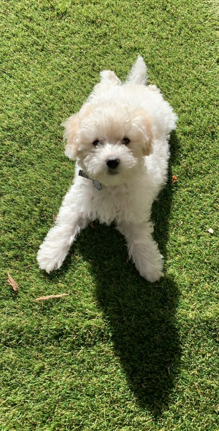 Theo, a Poodle (Small) and Pekingese mix tested with EmbarkVet.com