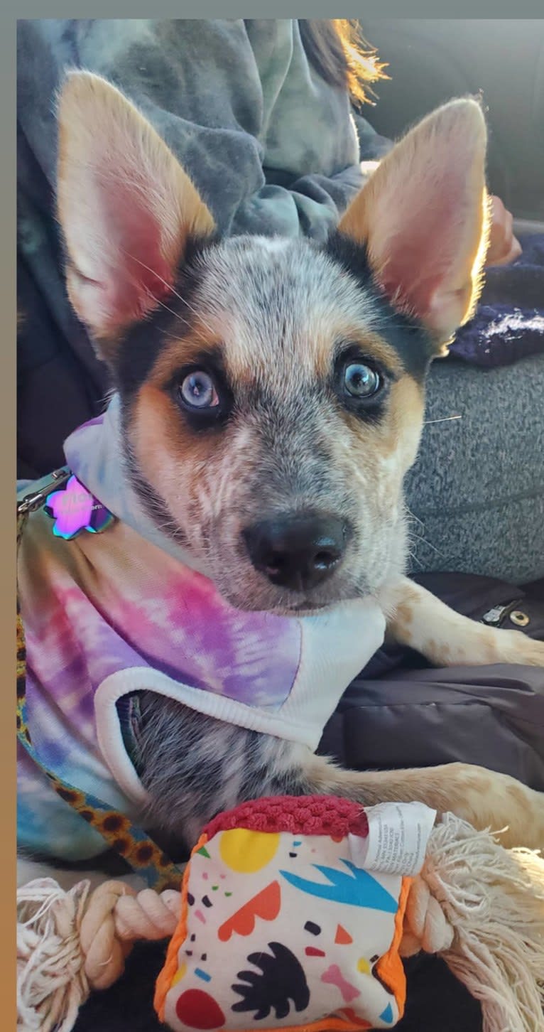 Flora, an Australian Cattle Dog and Siberian Husky mix tested with EmbarkVet.com