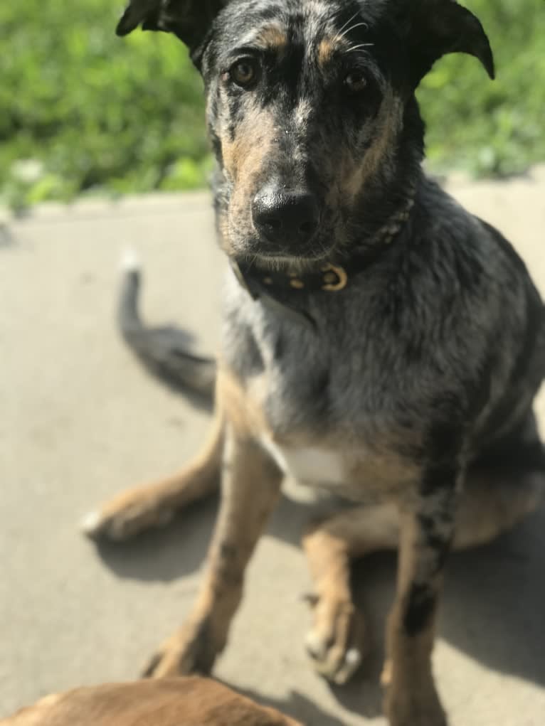 Louisiana Mae, a Catahoula Leopard Dog and German Shepherd Dog mix tested with EmbarkVet.com