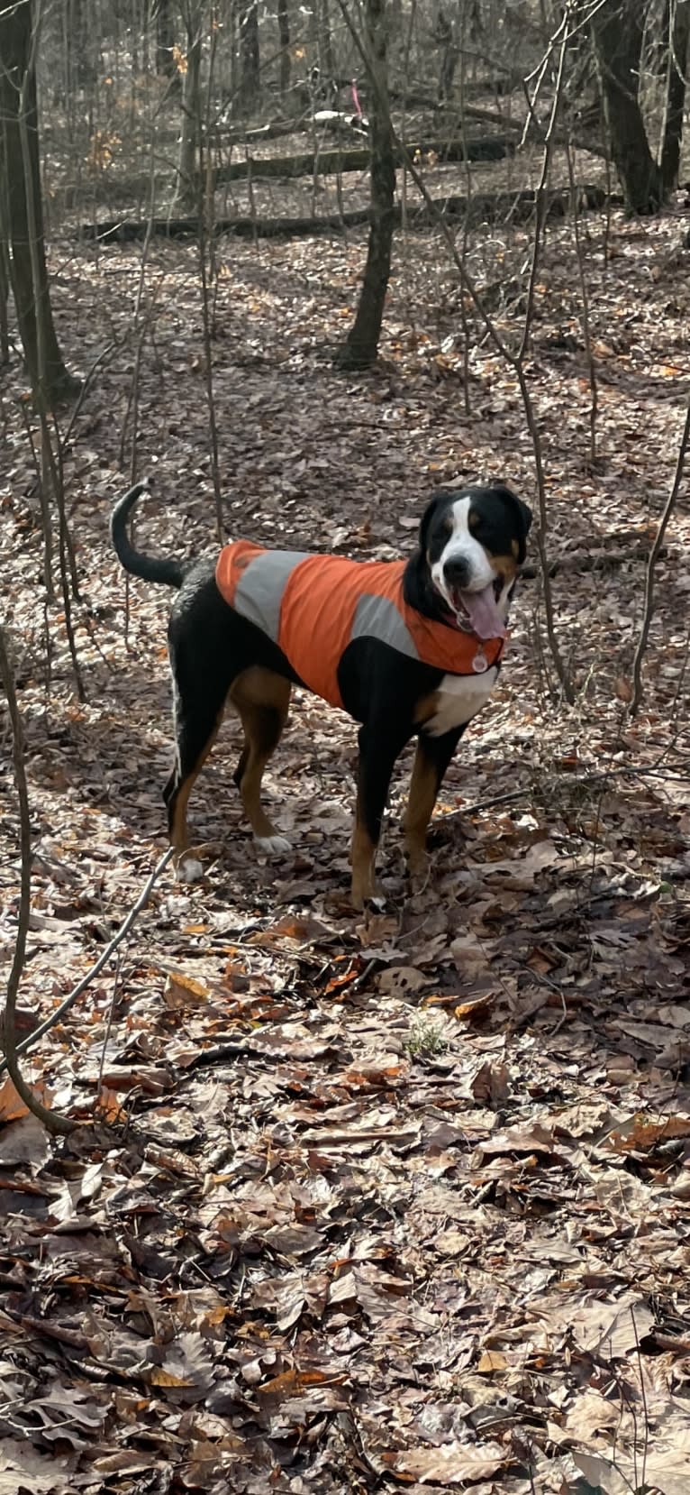 Briggs, a Greater Swiss Mountain Dog tested with EmbarkVet.com