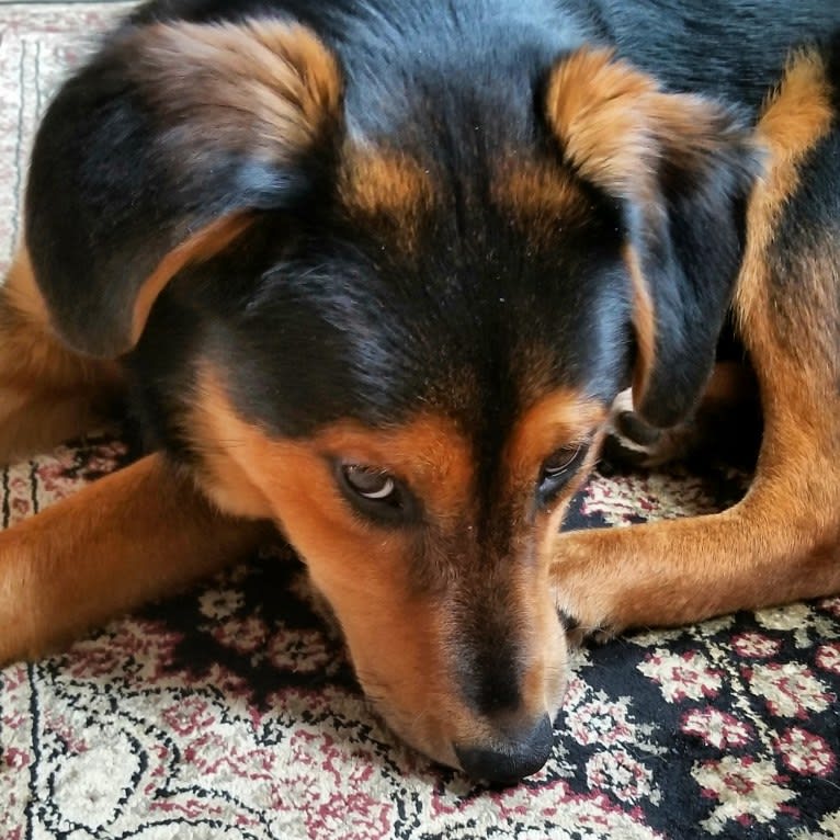 Millie, an Australian Cattle Dog and Chow Chow mix tested with EmbarkVet.com