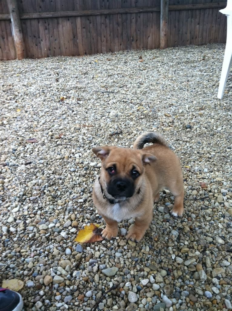 Murray, a Pug and Pembroke Welsh Corgi mix tested with EmbarkVet.com